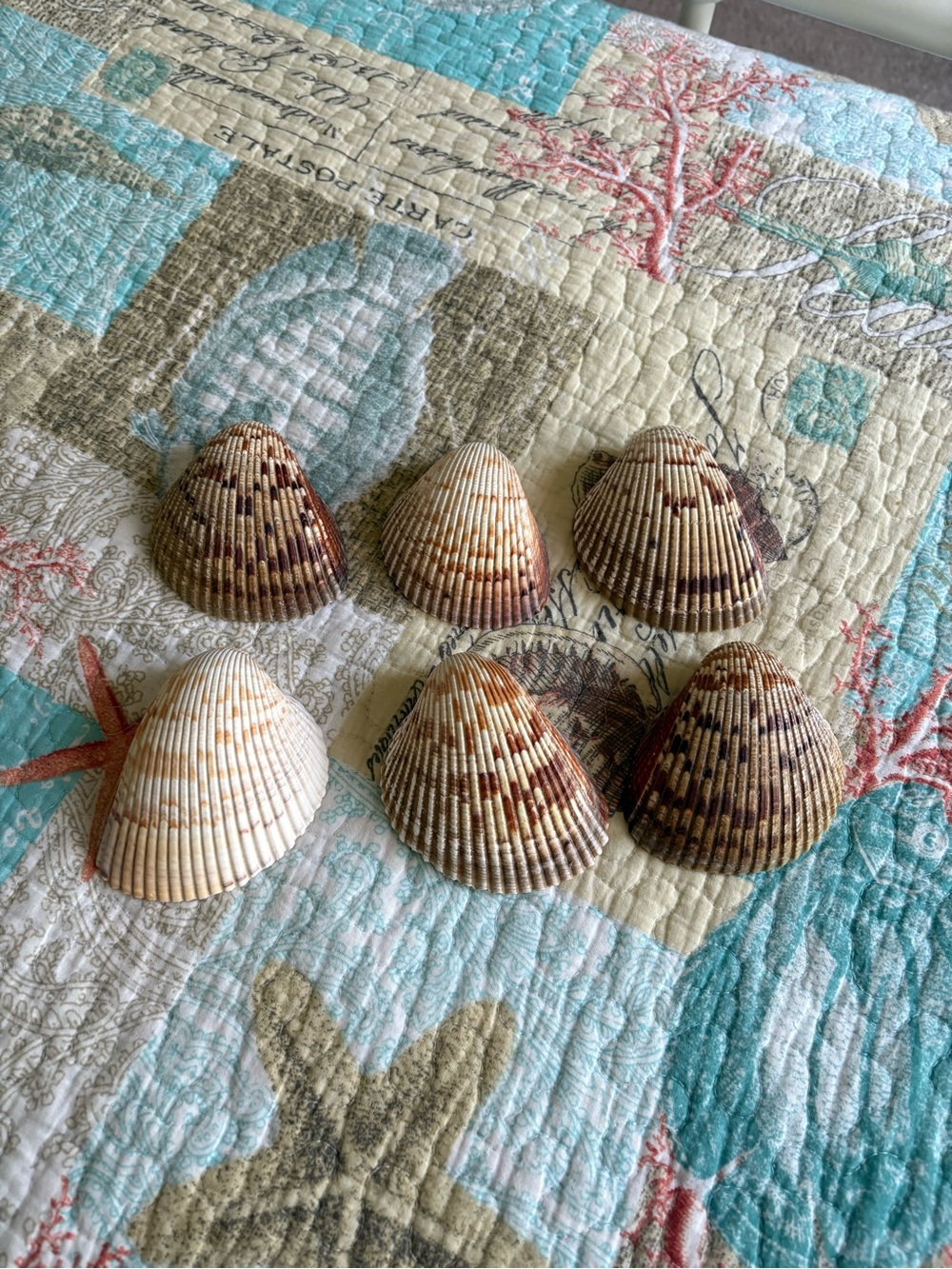 Atlantic Giant Cockle Seashell Set - Assorted Brown & Cream Tones